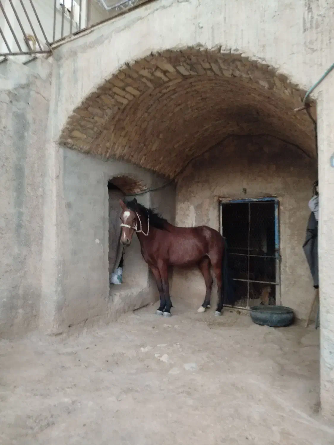 اسب مادیان|اسب و تجهیزات اسبسواری|افشار, |دیوار