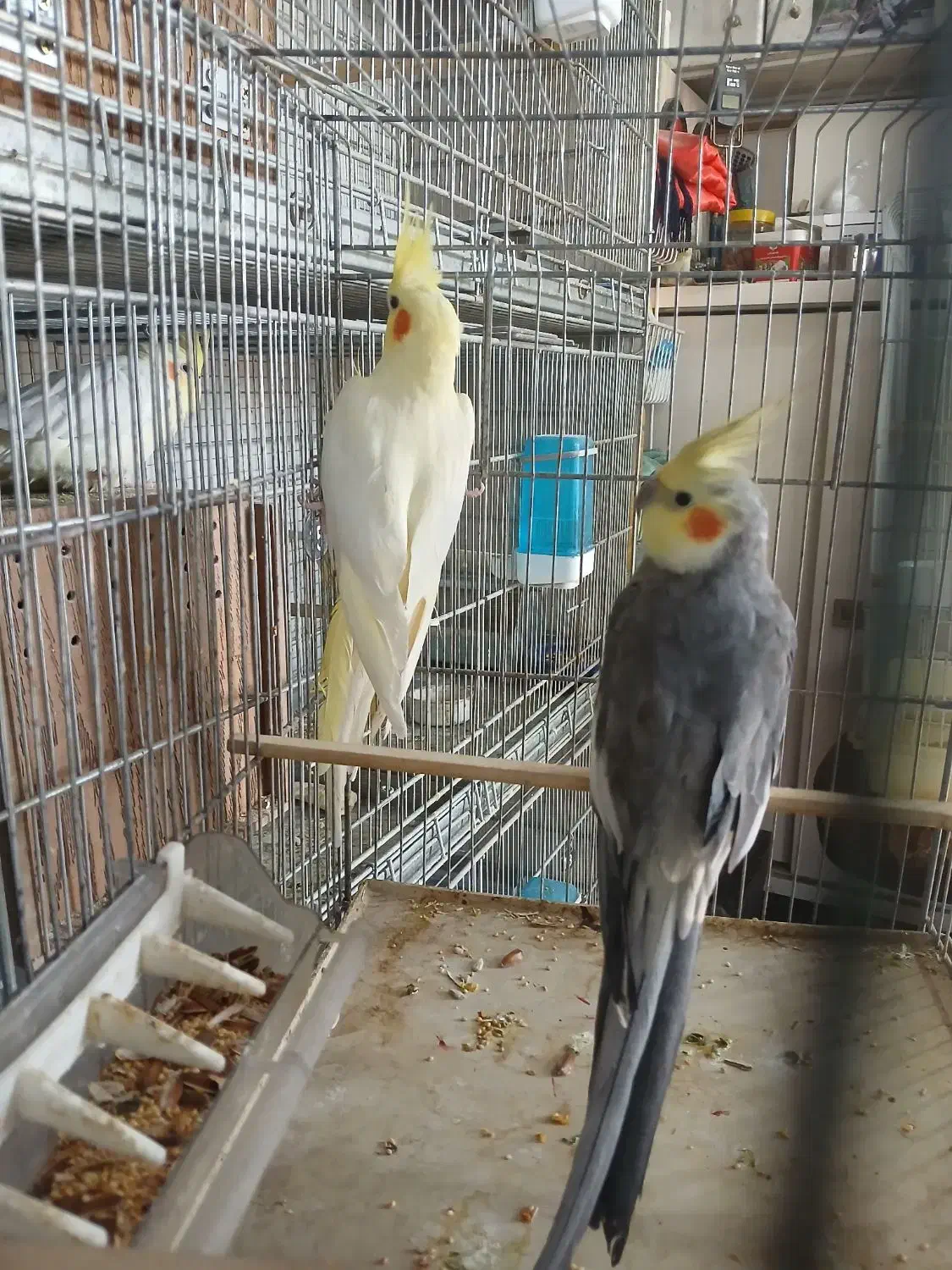 عروس هلندی|پرنده|ری, علایین|دیوار