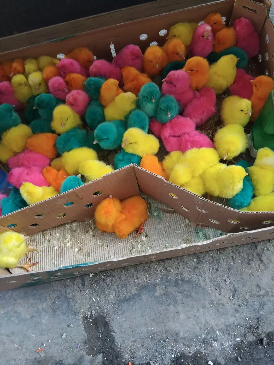 جوجه|حیوانات|قم, نیروگاه|دیوار