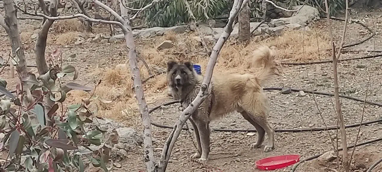 سگ نگهبان قفقازی|سگ|قم, دانش|دیوار