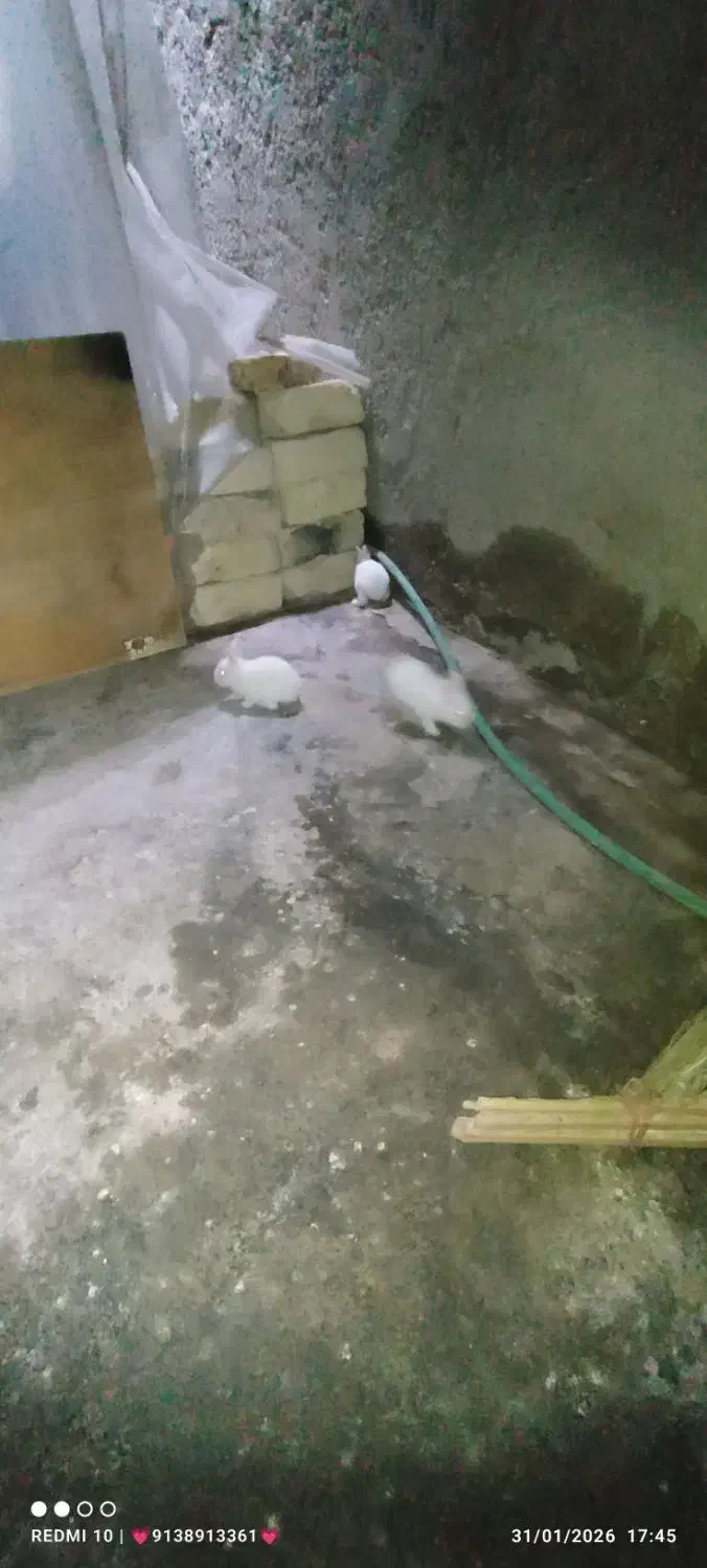 خرگوش|موش و خرگوش|کشکوئیه, |دیوار