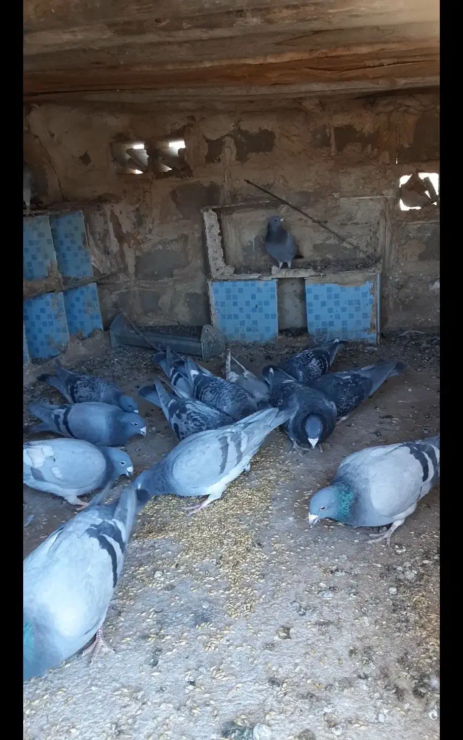 کبوتر پلاکی مسافتی|پرنده|یاسوج, |دیوار