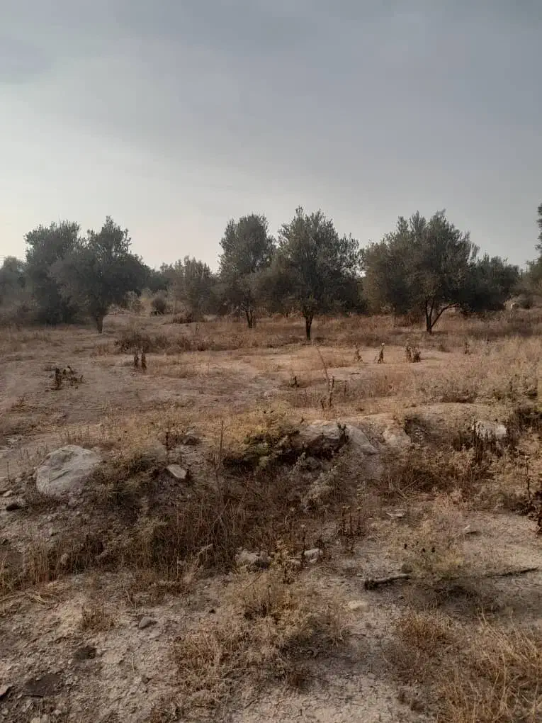 باغ زیتون، جمال آباد، ۳۶۰۰ متری|فروش زمین و ملک کلنگی|لوشان, |دیوار