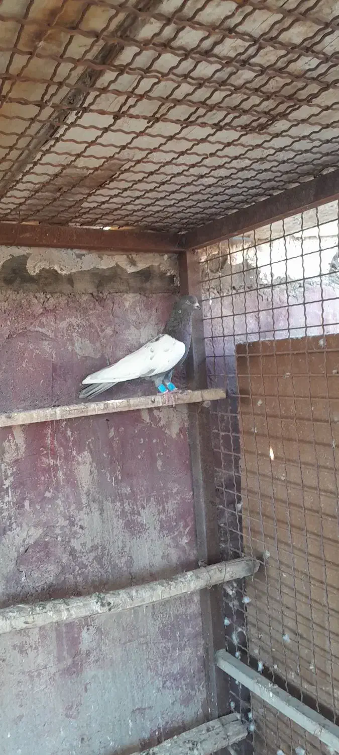 کبوتر رنگی|پرنده|اهواز, کیانپارس |دیوار