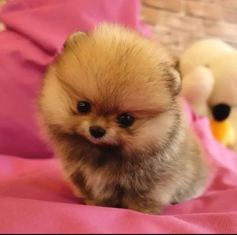 پرورشگاه سگ پامر خرسی/پامرانین گرید A+|سگ|شیراز, قدوسی غربی|دیوار