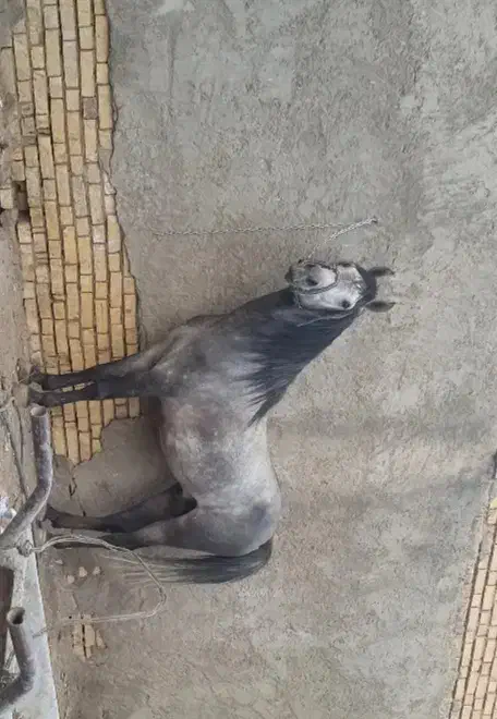 اسب معاوضه با موتور|اسب و تجهیزات اسبسواری|نجفآباد, شیخ بهایی جنوبی|دیوار