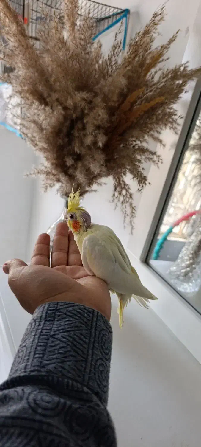 جوجه عروس دستی|پرنده|مشهد, امیرآباد|دیوار