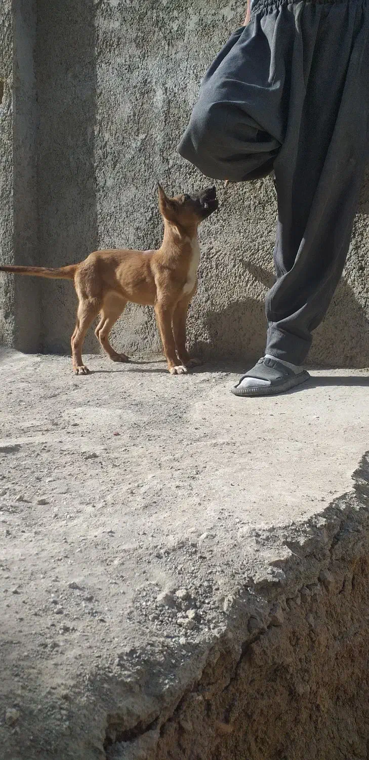 توله سگ|سگ|کرمانشاه, |دیوار