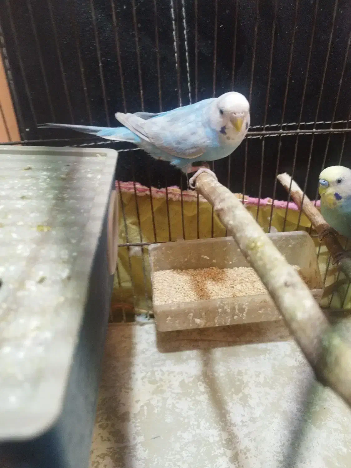 جفت مرغ عشق رنگ خواص فروش فقط تا امشب|پرنده|بندر کنگان, |دیوار