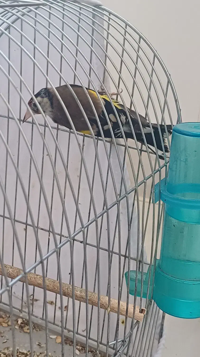 سهره تازه قفس|پرنده|ساوه, |دیوار