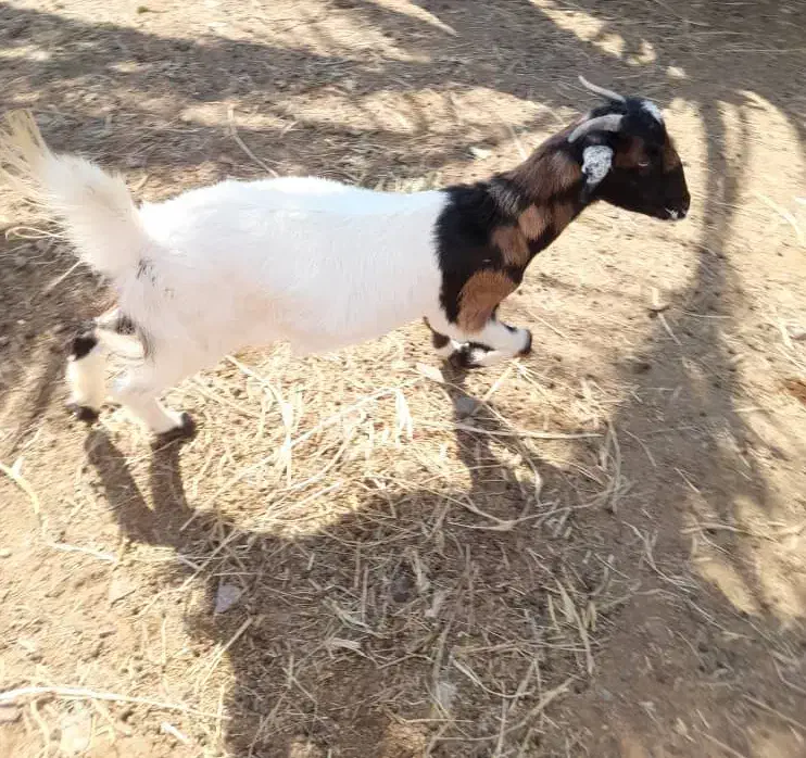 یه بز با یه گیسه 3قلو زا به بفروش میرسد|حیوانات مزرعه|کهنوج, |دیوار