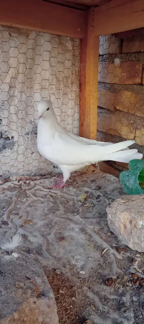 نر سفید کاکلی شمرونی|پرنده|اردکان, |دیوار