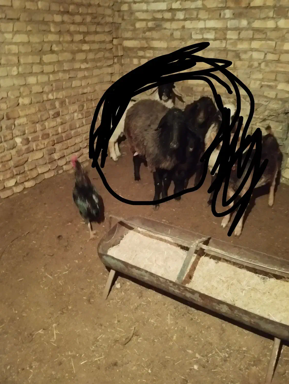 فروش تغل|حیوانات مزرعه|اردکان, |دیوار