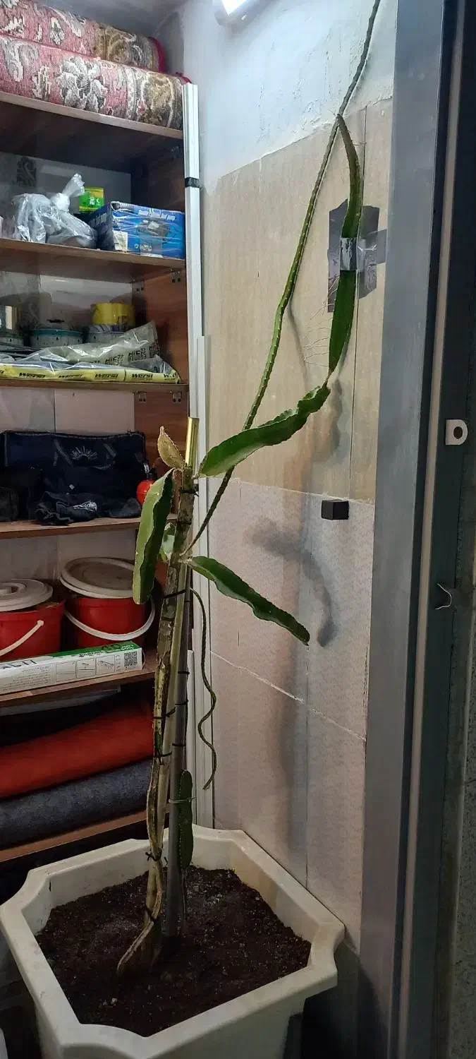 نهال دراگون فروت|گل و گیاه طبیعی|مشهد, رضاشهر|دیوار