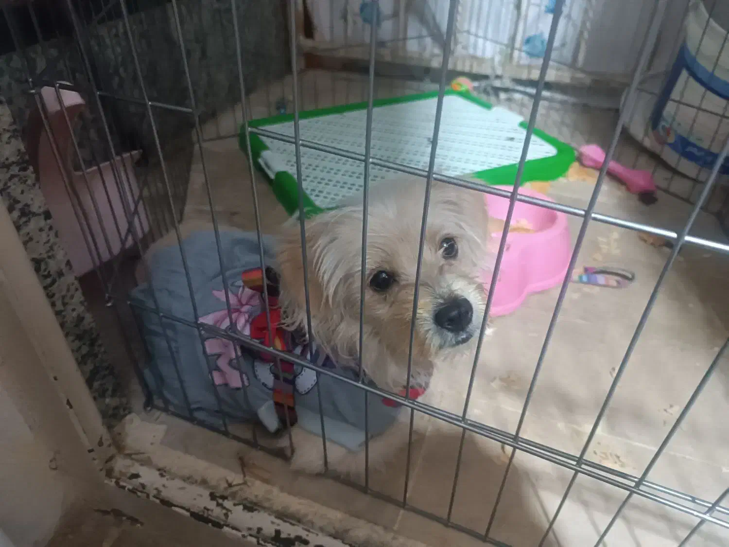 سگ اشپیتز بازیگوش|سگ|قزوین, |دیوار