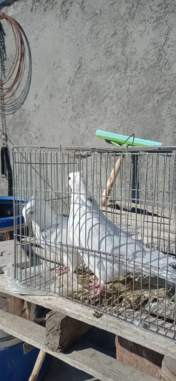 کبوتر ارزان|پرنده|سامان, |دیوار