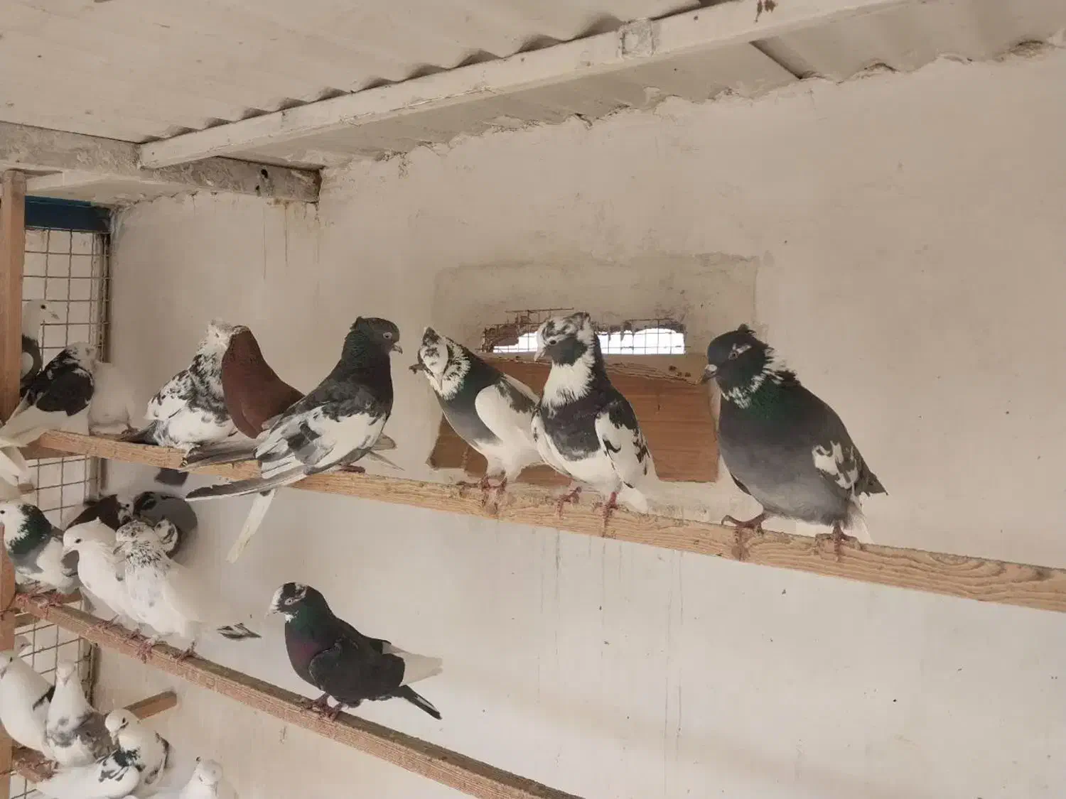 کبوتر|پرنده|ورامین, خیر آباد|دیوار