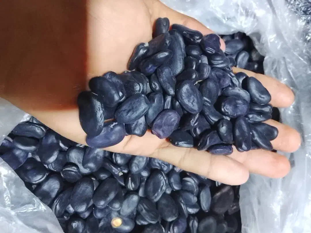 باقلا خشک فروشی...|خوردنی و آشامیدنی|ایرانشهر, |دیوار