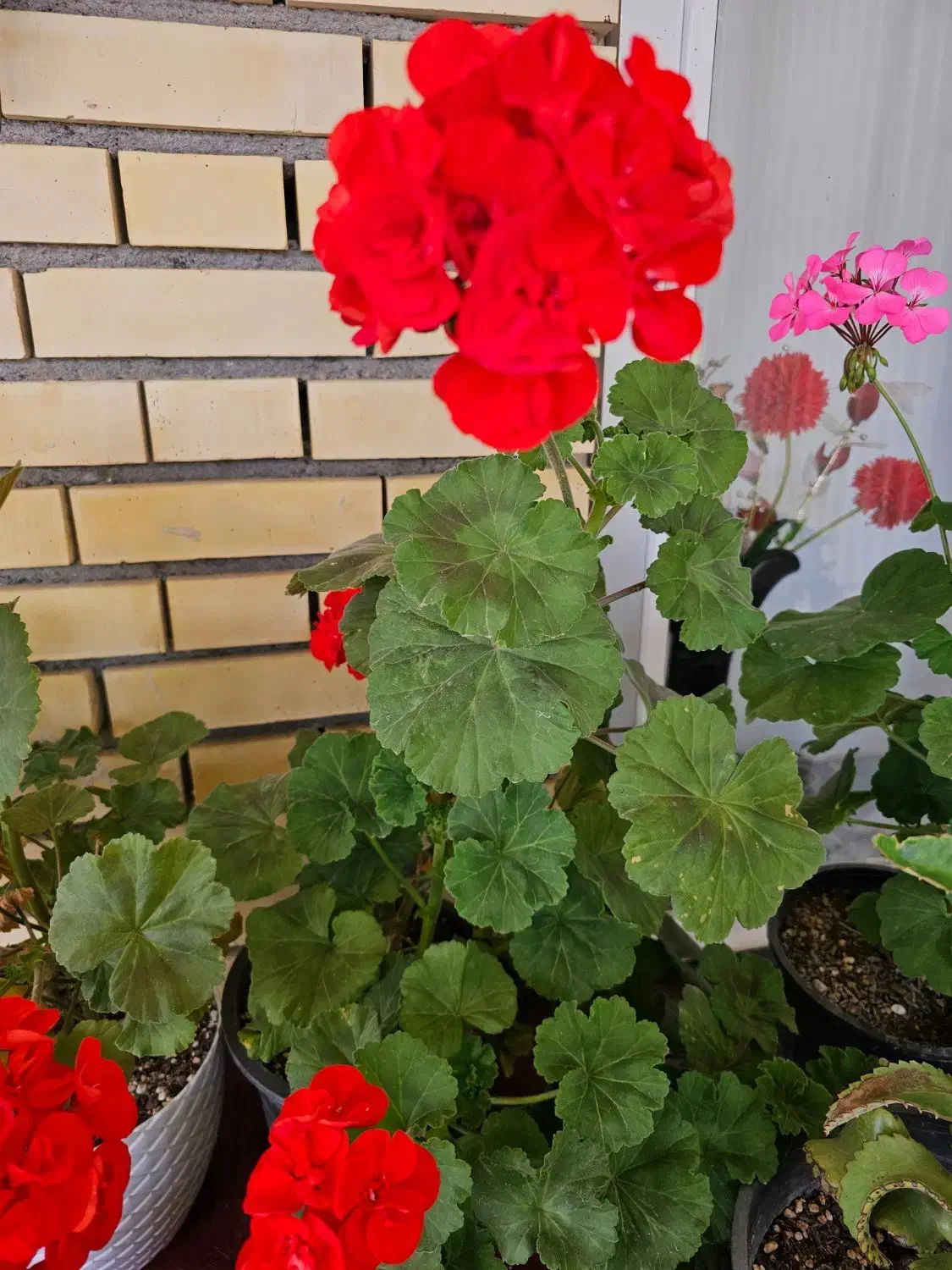 فروش خانه ویلایی وسوله|فروش خانه و ویلا|پارسآباد, |دیوار