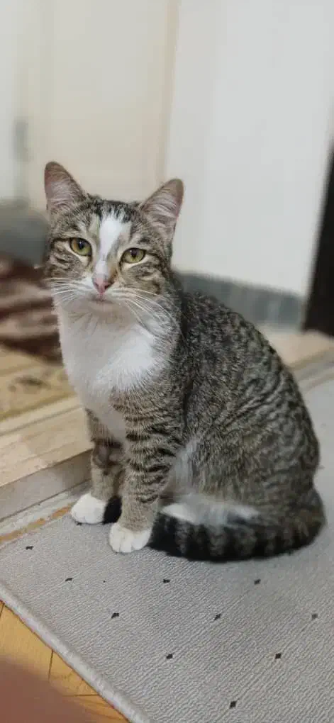 گربه خانگی|گربه|رشت, حمیدیان|دیوار