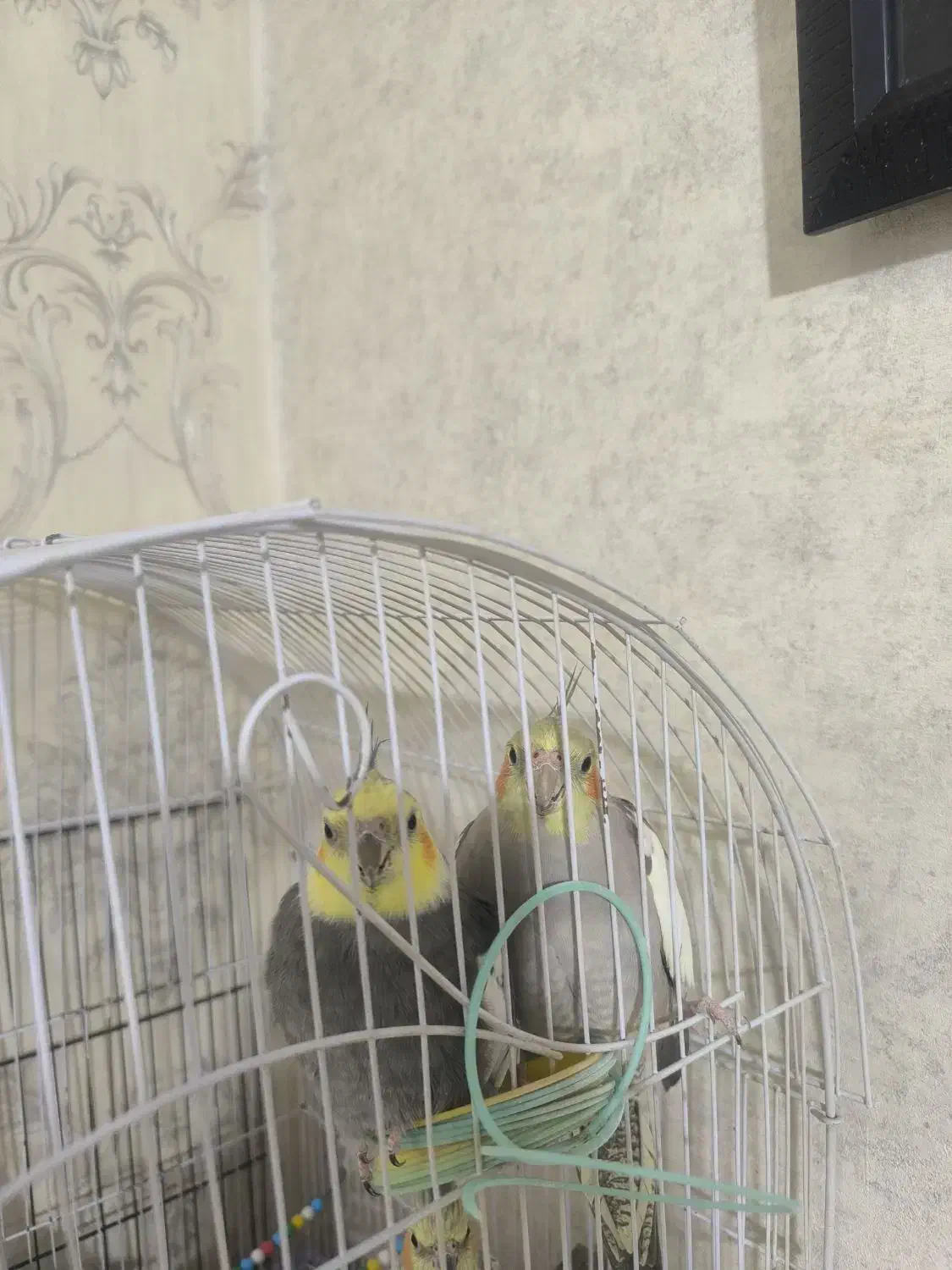 عروس هلندی|پرنده|پاکدشت, پاکدشت (مامازند)|دیوار