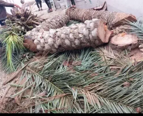 بریدن نخل قطع نخل سمپاشی نخل موریانه درخت هرس نخل|خدمات باغبانی و درختکاری|اهواز, نادری|دیوار