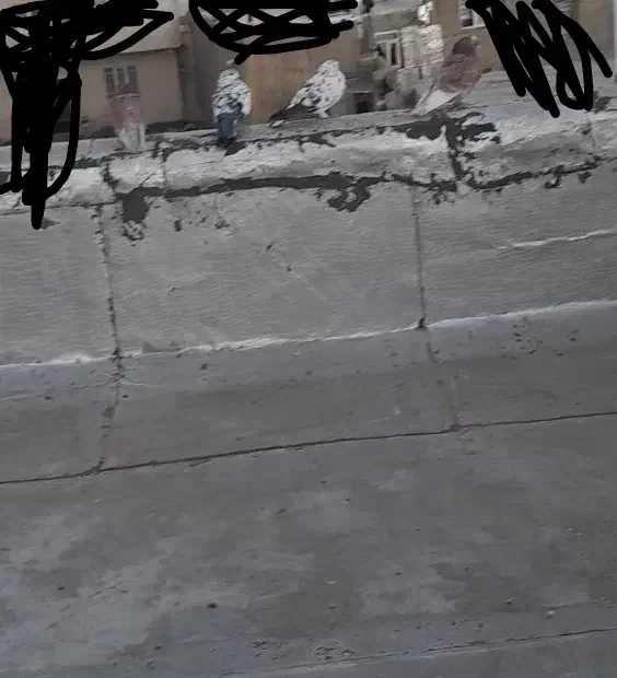 کبوتر|پرنده|جوکار, |دیوار