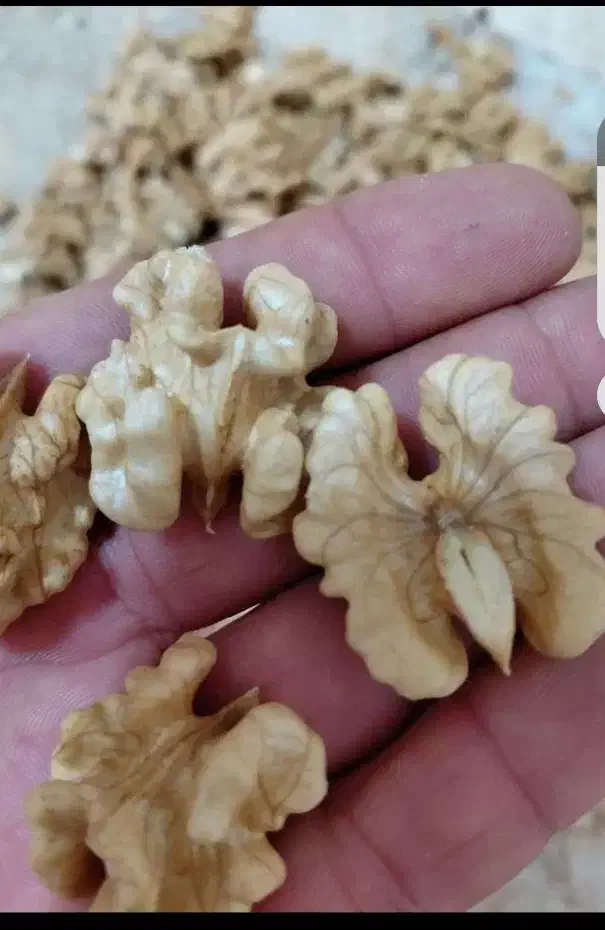 مغز گردو|خوردنی و آشامیدنی|اهر, |دیوار