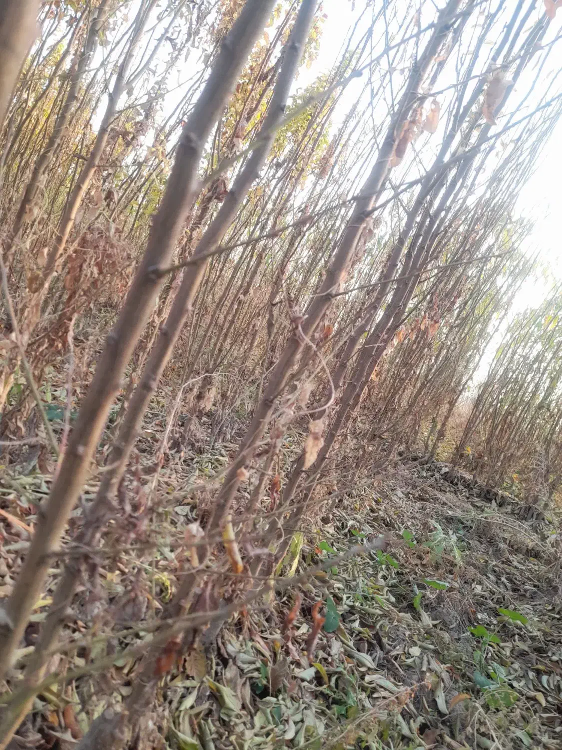 نهالستان|حراج|خسروشاه, |دیوار