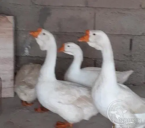 غاز وقوغاز|حیوانات مزرعه|بروجرد, |دیوار