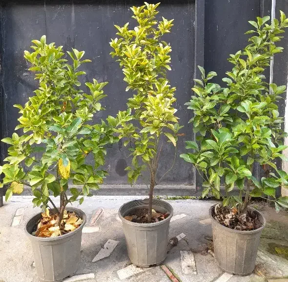 شمشاد|گل و گیاه طبیعی|رحیم‌آباد, |دیوار