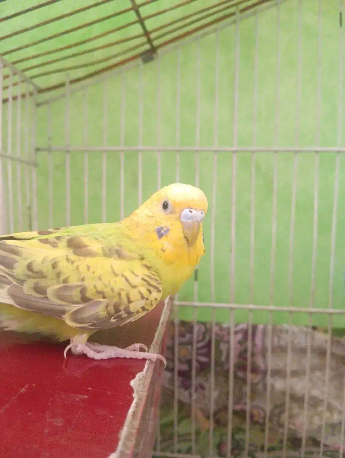 مرغ عشق|پرنده|درح, |دیوار