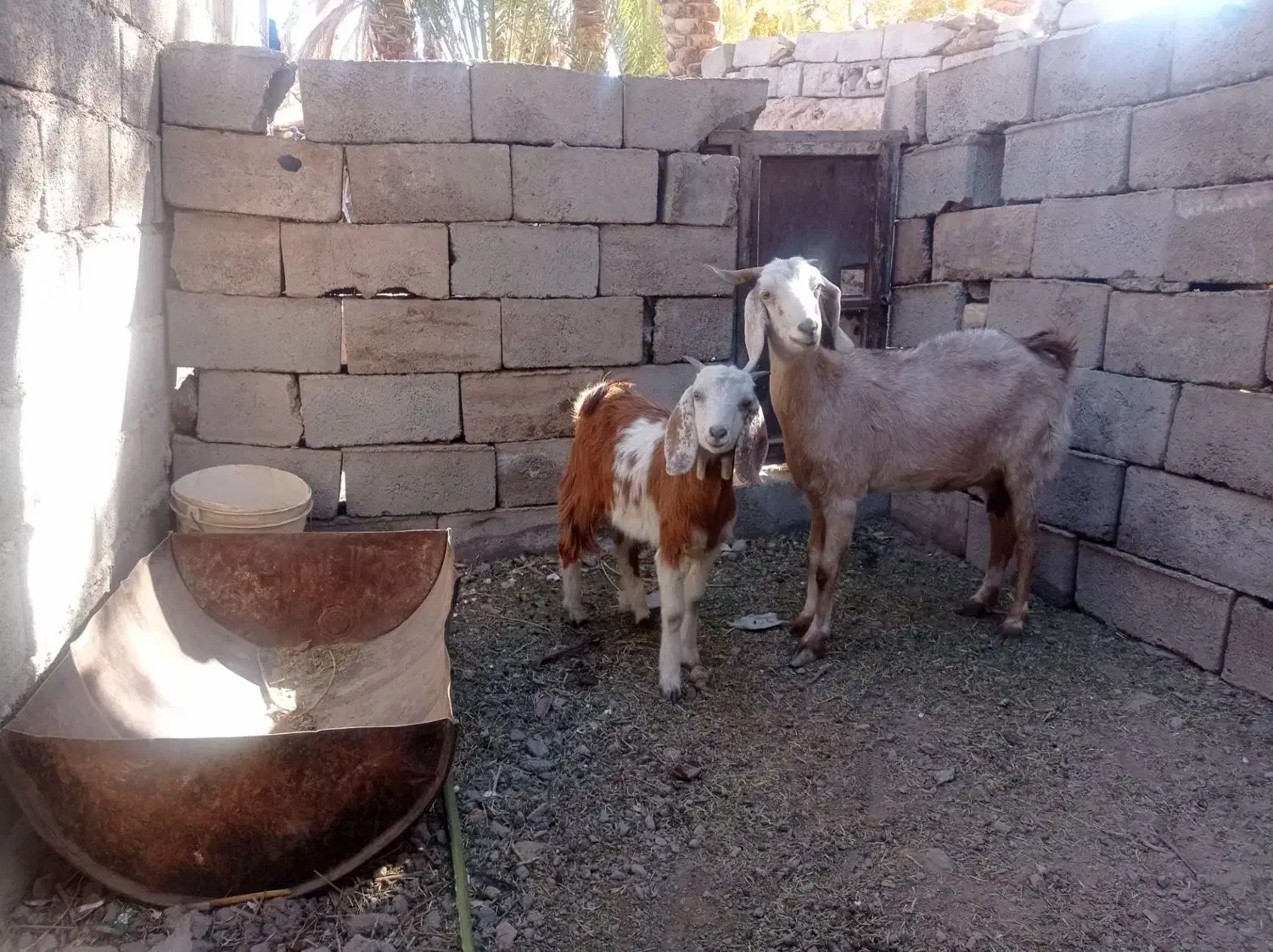 123|حیوانات مزرعه|گلباف, |دیوار