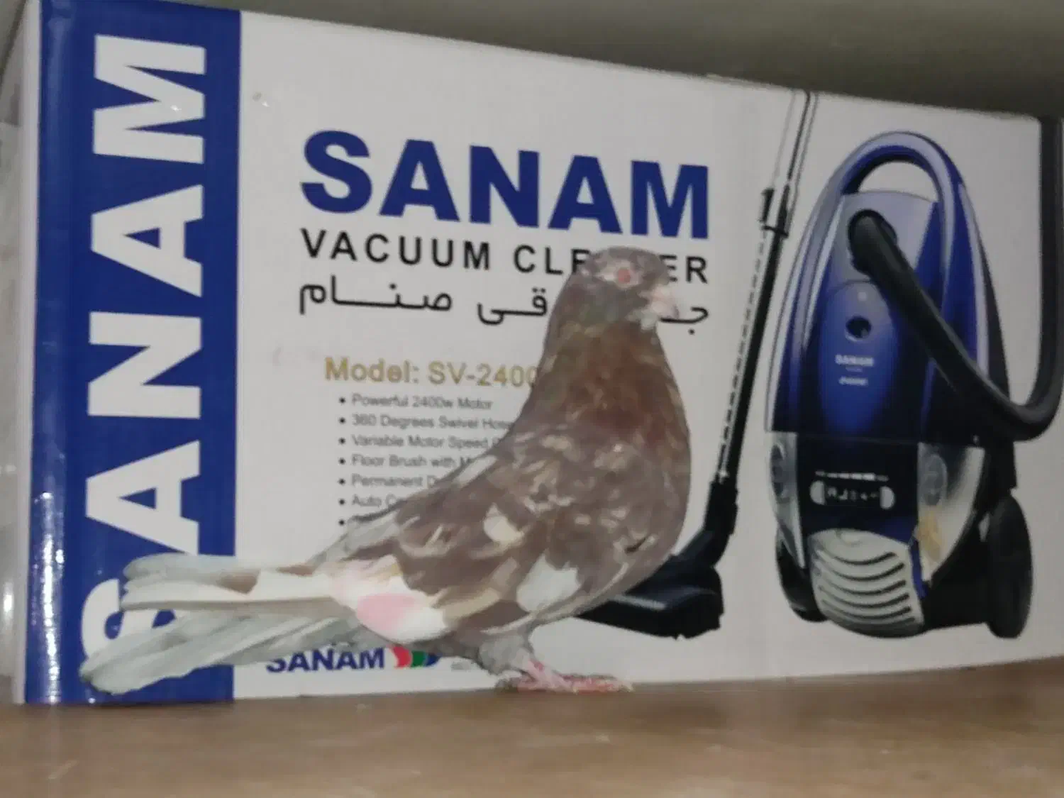 نر سرور پرشی|پرنده|قم, زند آباد|دیوار