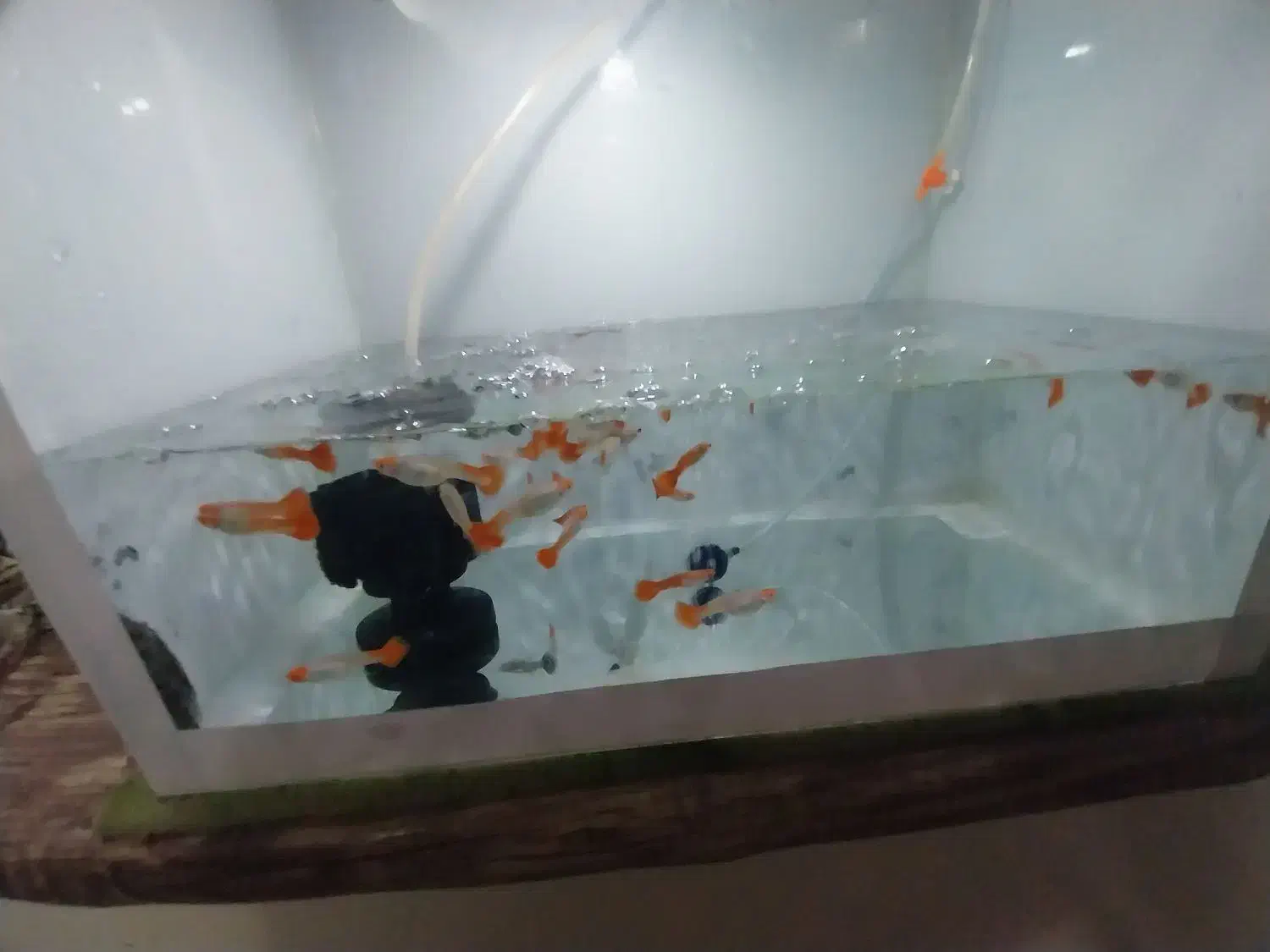 آکواریوم.. کوپی|ماهی|قم, شاه ابراهیم|دیوار