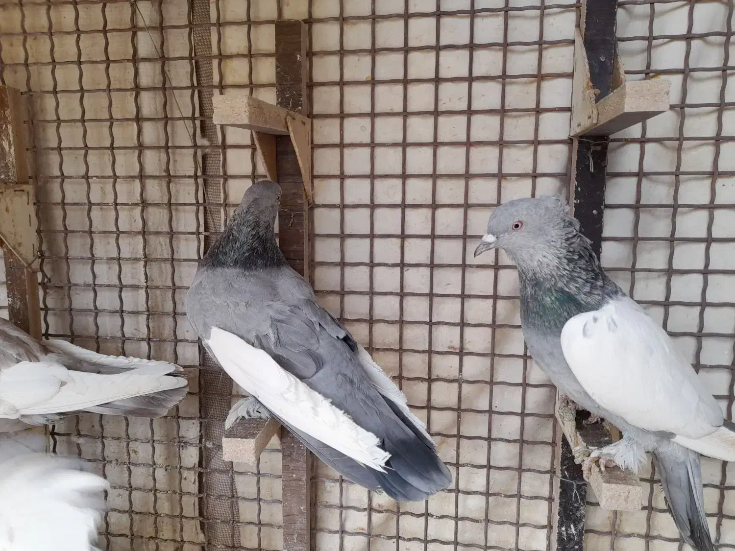 کبوتر جفتی|پرنده|شیراز, کوشک میدان|دیوار