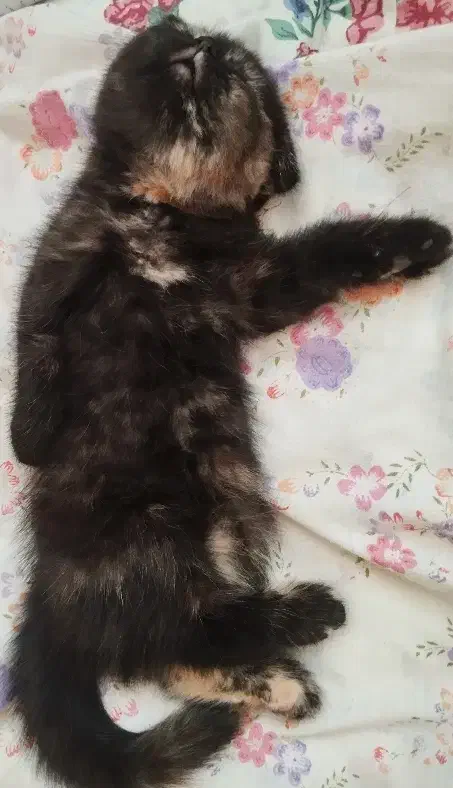 گربه نژاد دار|گربه|نیشابور, خط کاشمر|دیوار