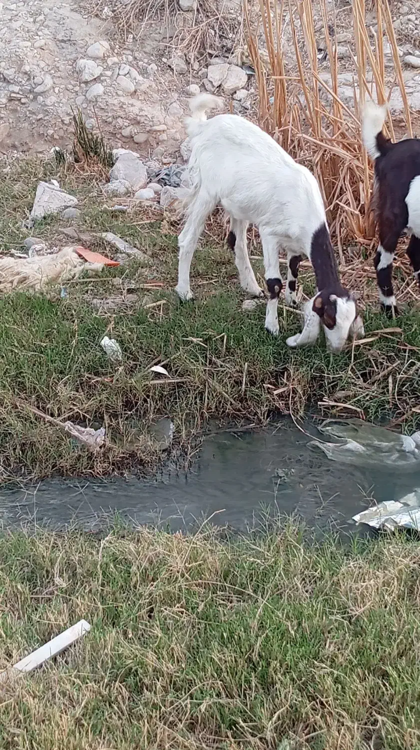 بز پاکستانی|حیوانات مزرعه|برازجان, |دیوار