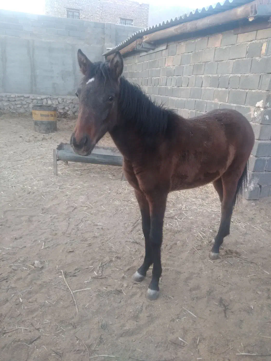 فروش اسب|اسب و تجهیزات اسبسواری|مهدی شهر, |دیوار