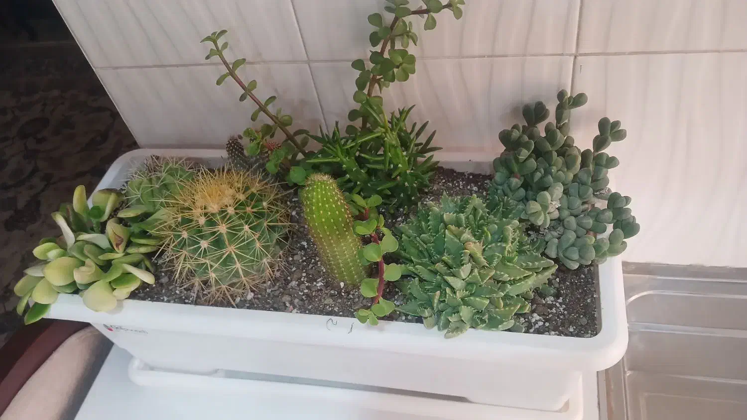 گل طبیعی|گل و گیاه طبیعی|تهران, مسعودیه|دیوار