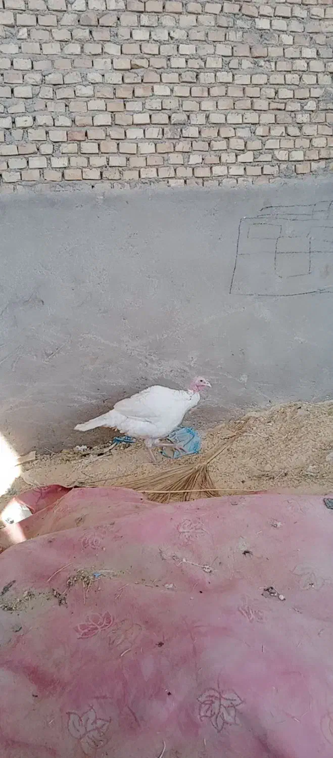 بوقلمون سفید|حیوانات مزرعه|یزد, |دیوار