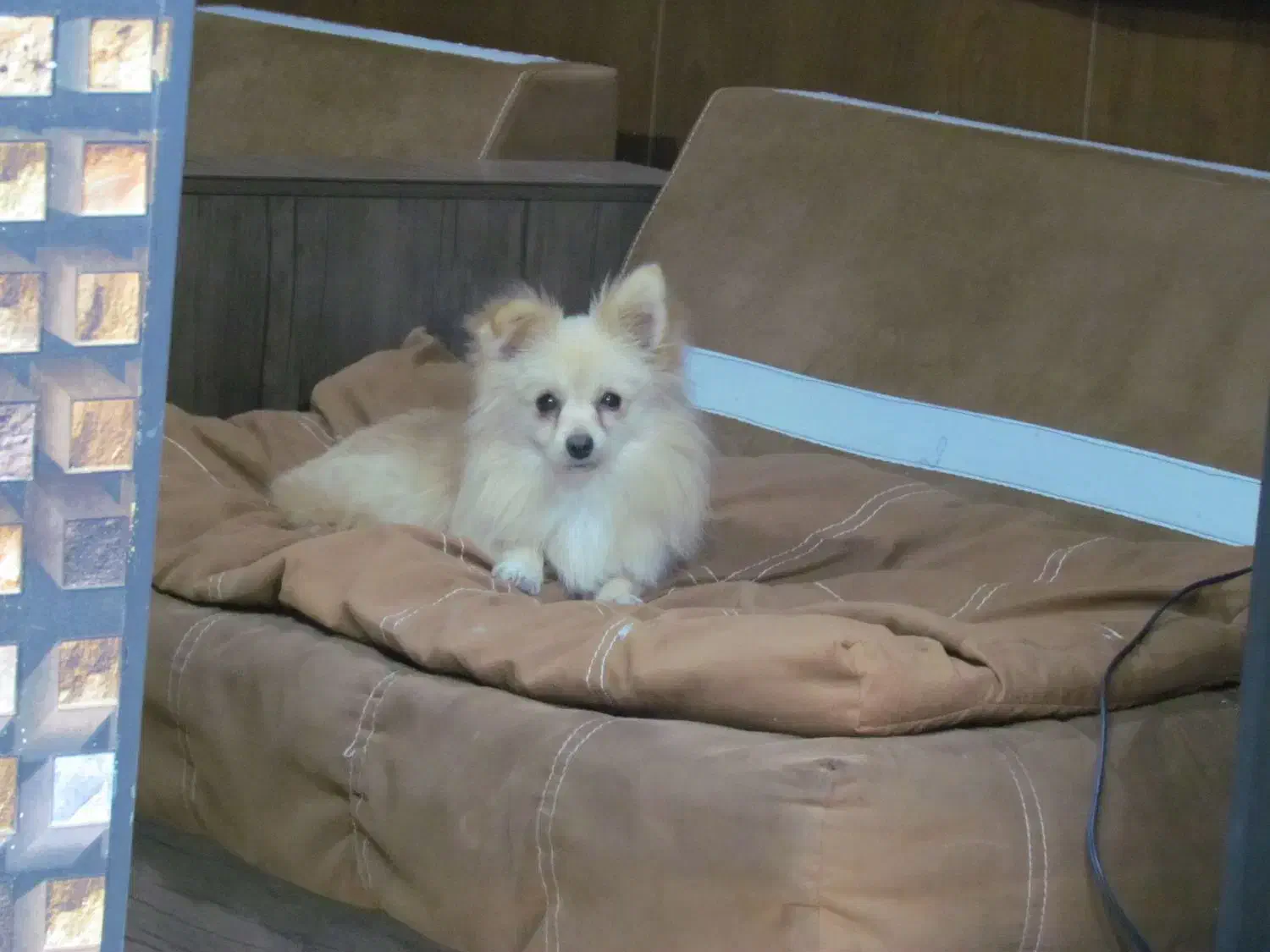 پامرین روباهی پامر|سگ|تهران, توحید|دیوار