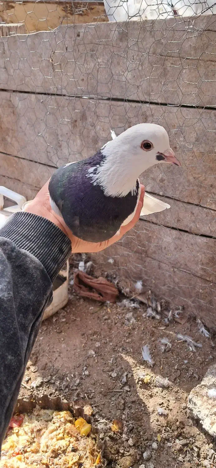 کفتر طوقی ماده|پرنده|زید آباد, |دیوار