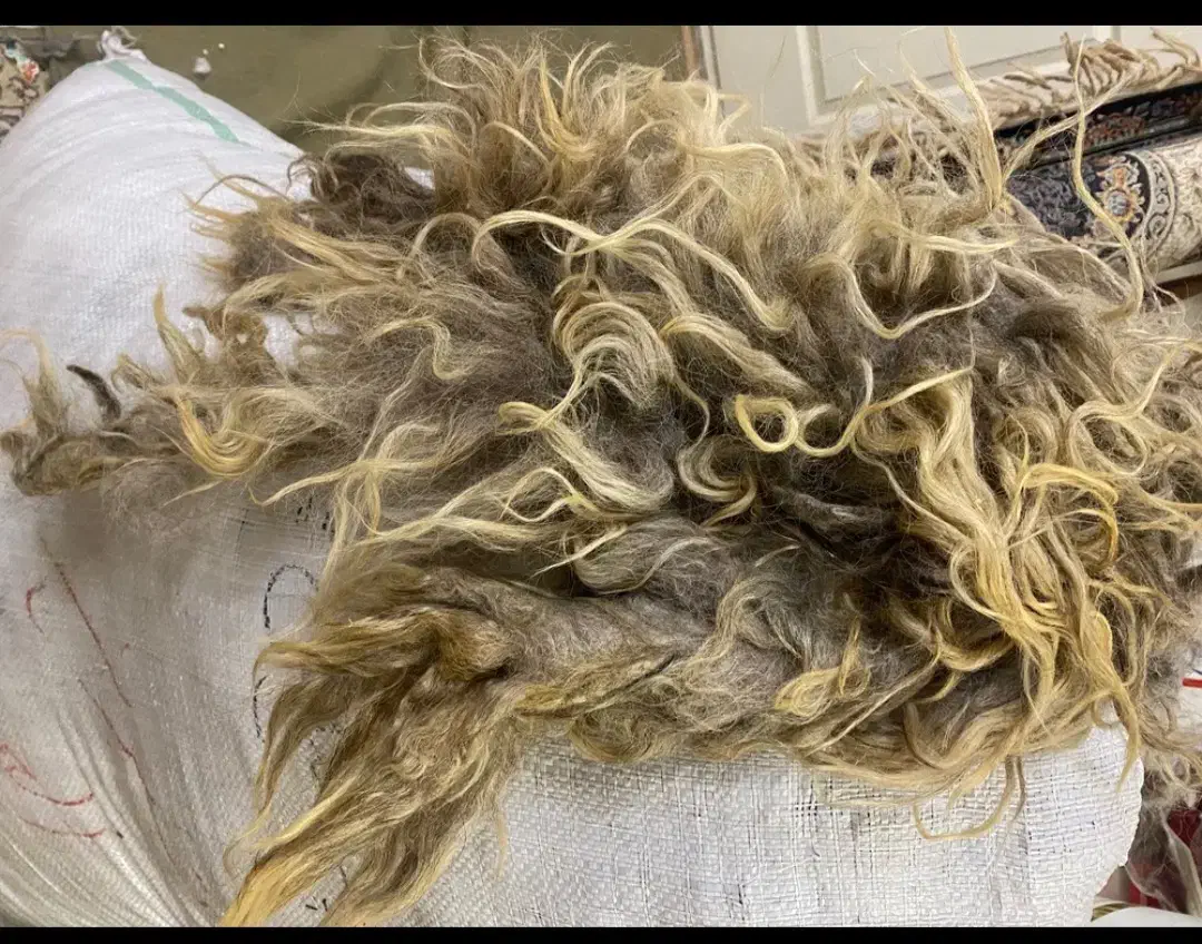 پشم گوسفندی (یون) ۱۵ کیلو تمیز بزرگ|رختخواب، بالش، پتو|تبریز, |دیوار