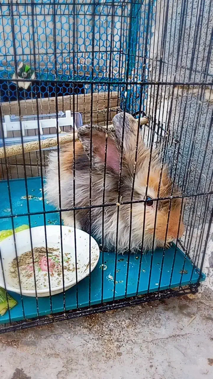 خرگوش نژاد دار|موش و خرگوش|برازجان, |دیوار