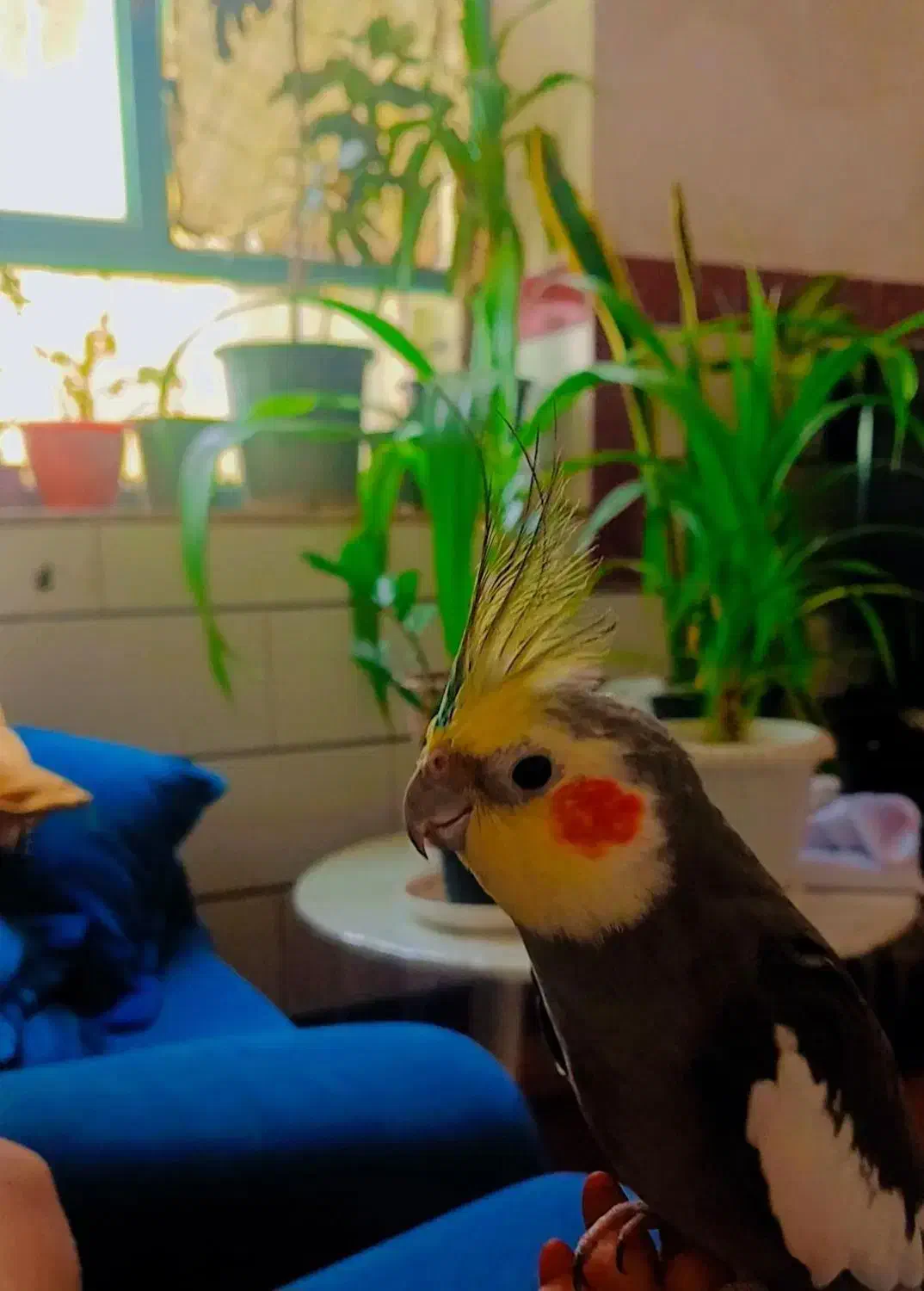 عروس هلندی|پرنده|جیرفت, |دیوار