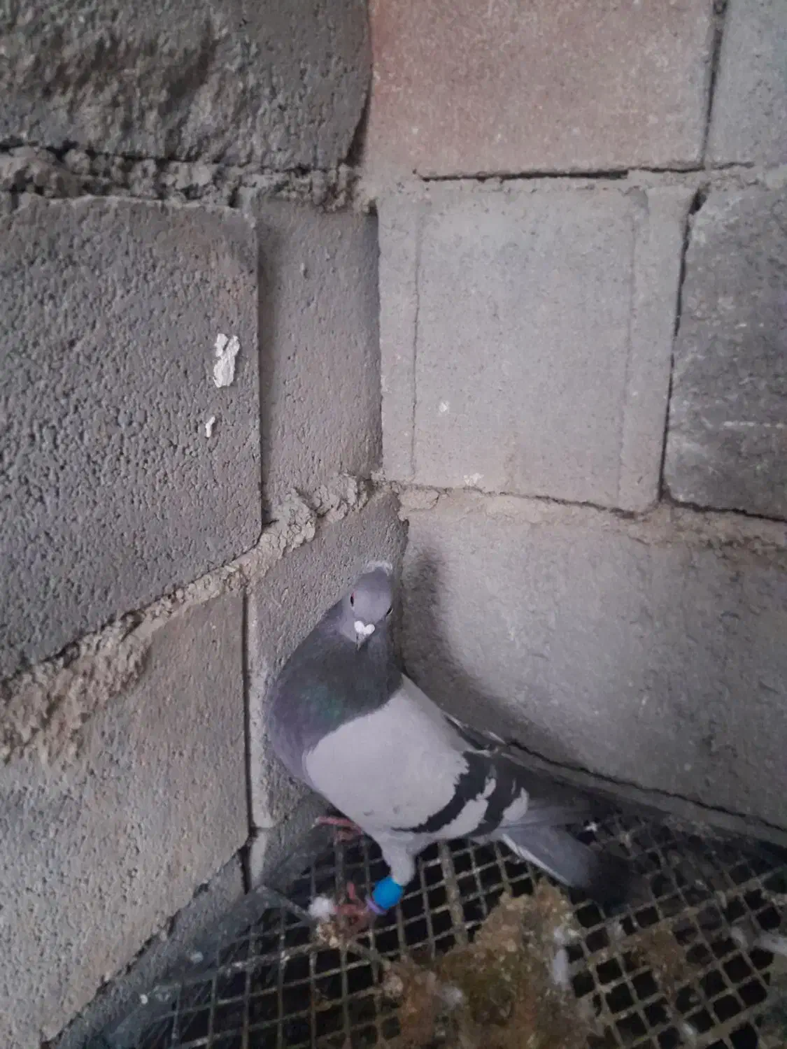 تعداد ۶ تا کبوتر پلاکی|پرنده|حسن آباد, |دیوار