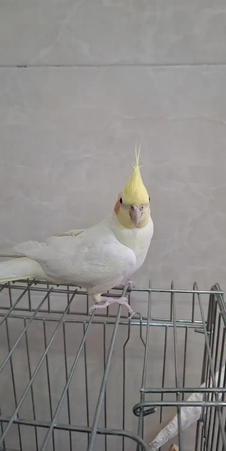 عروس هلندی|پرنده|کرج, کیانمهر|دیوار