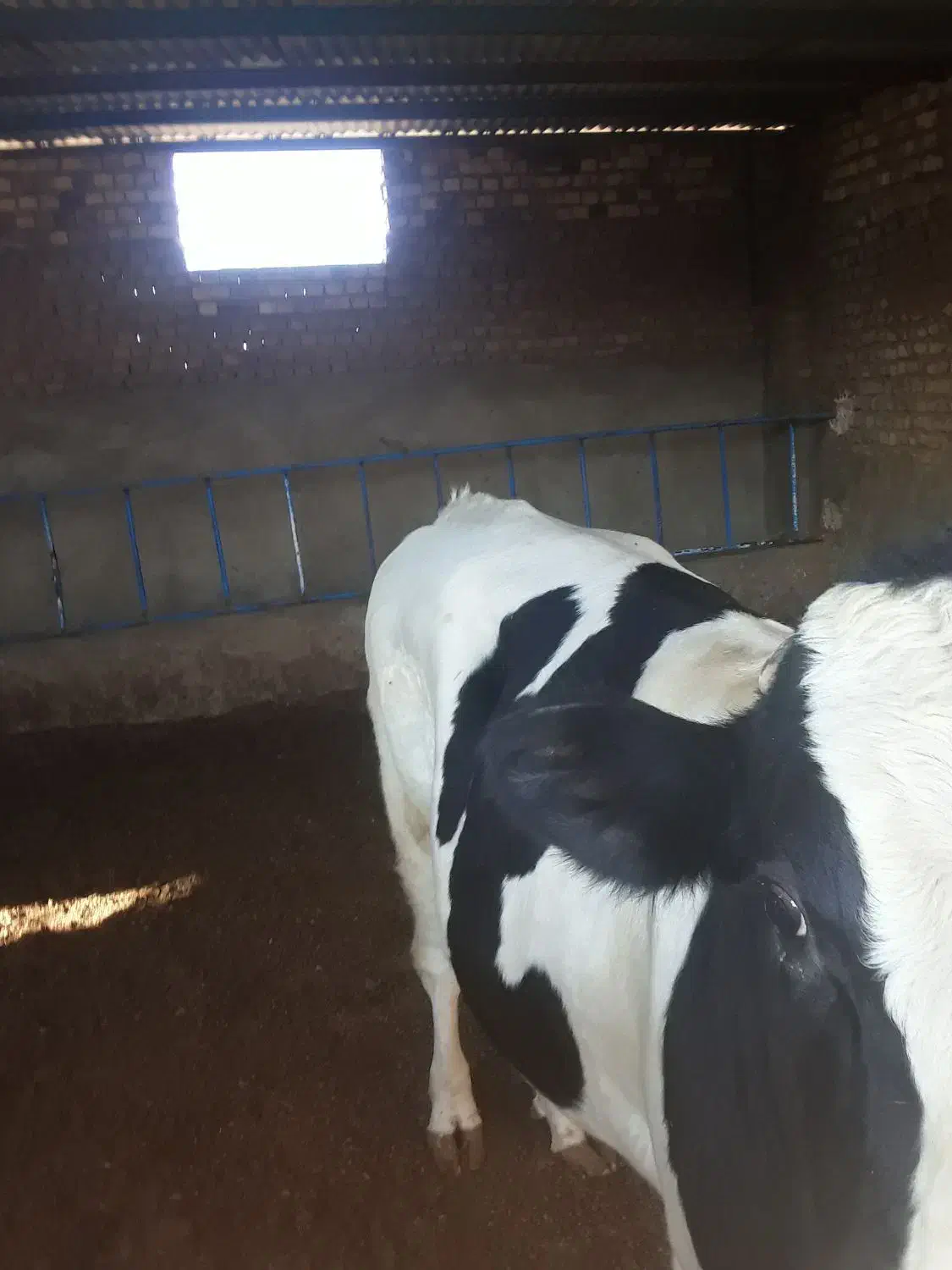 جوانه گاو گوساله|حیوانات مزرعه|نیشابور, رحمت آباد|دیوار