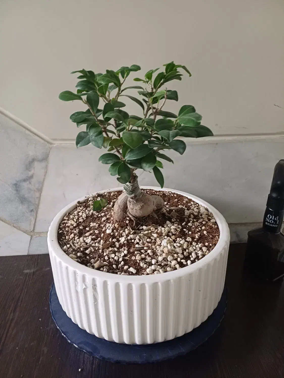 گل طبیعی بنسای|گل و گیاه طبیعی|تهران, سازمان برنامه شمالی|دیوار